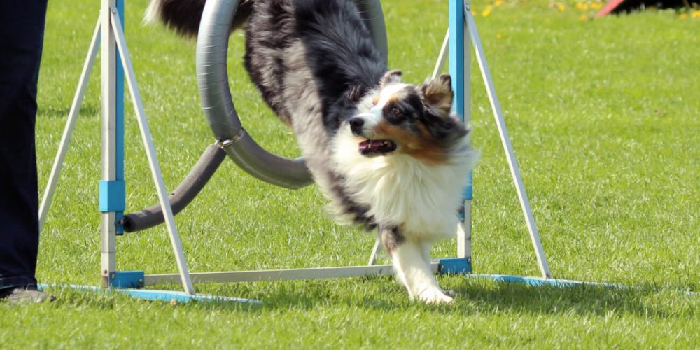 LVM Agility 2018