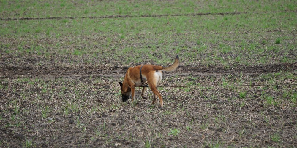 Landesverbandsmeisterin der Fährtenhunde Ravensberg-Lippe 2019 ist Isolde Rose mit Athos