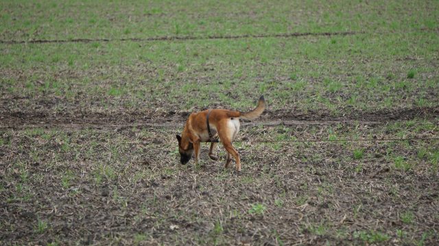 Landesverbandsmeisterin der Fährtenhunde Ravensberg-Lippe 2019 ist Isolde Rose mit Athos