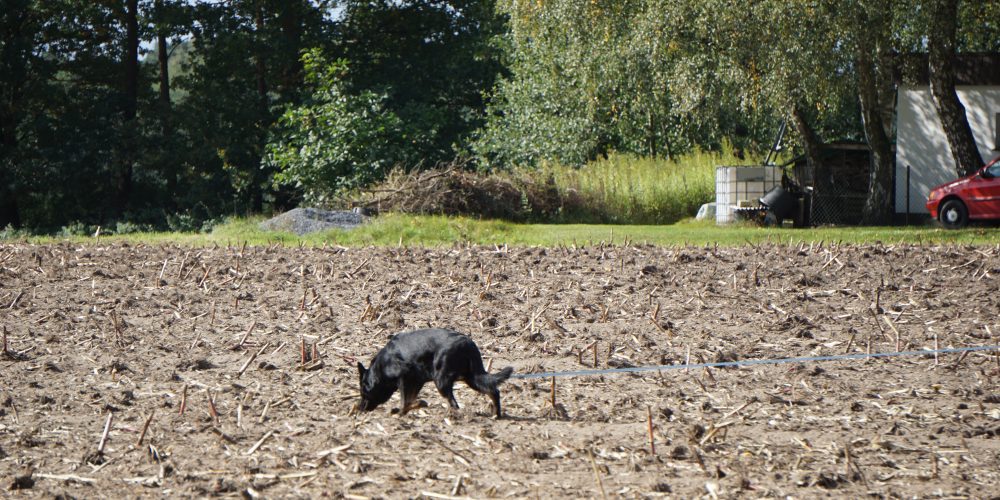LV Meisterschaft IFH 2 Ravensberg – Lippe 2019