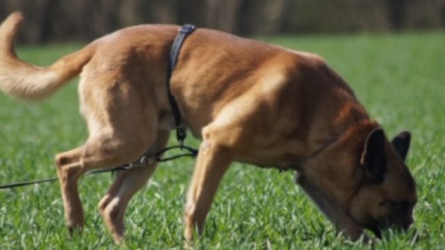 Prüfungsablauf der Landesverbandsmeisterschaft FH 2 am 03.10.2018