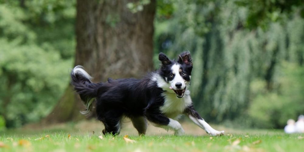 Landesmeisterschaft RO am 09.09.2018