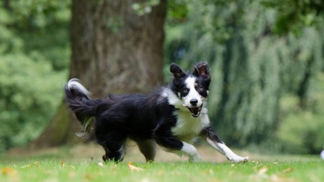 Landesmeisterschaft RO am 09.09.2018