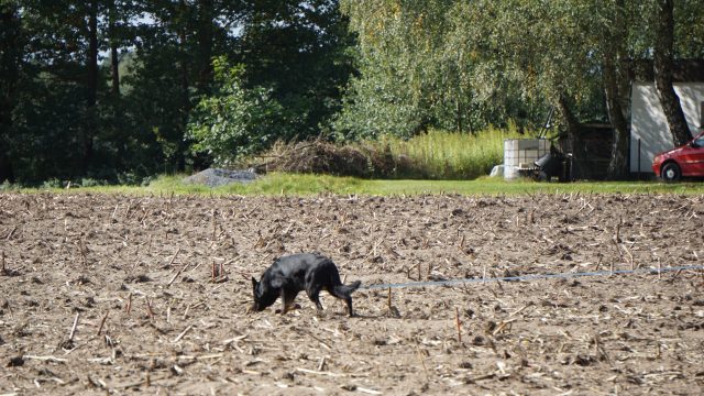 LV Meisterschaft IFH 2 Ravensberg – Lippe 2019