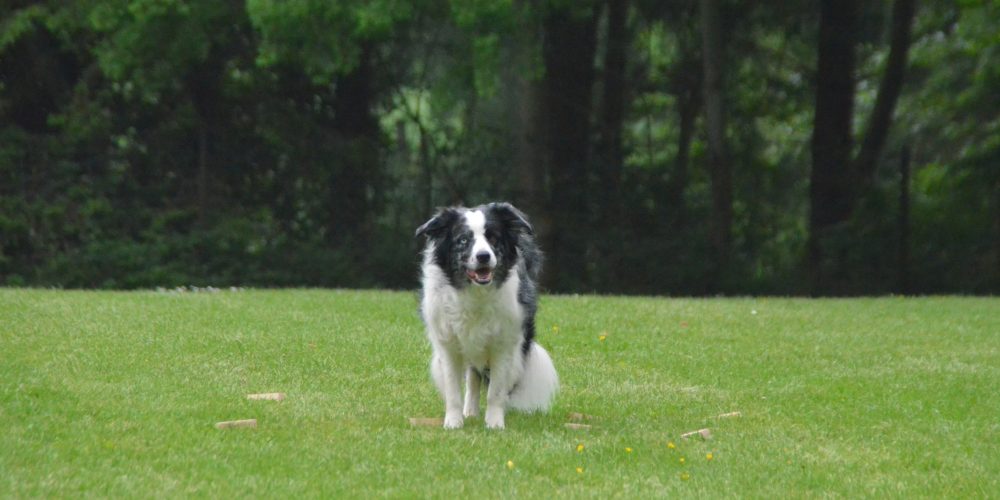 Ausschreibung für die Landesmeisterschaft Obedience 2018