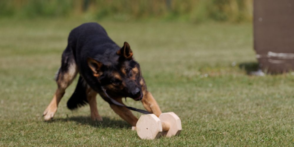 Landesverbands Meisterschaft Ravensberg – Lippe GHS – IPO 3 am 26.August 2018 beim HSV Bad Salzufle e.V.