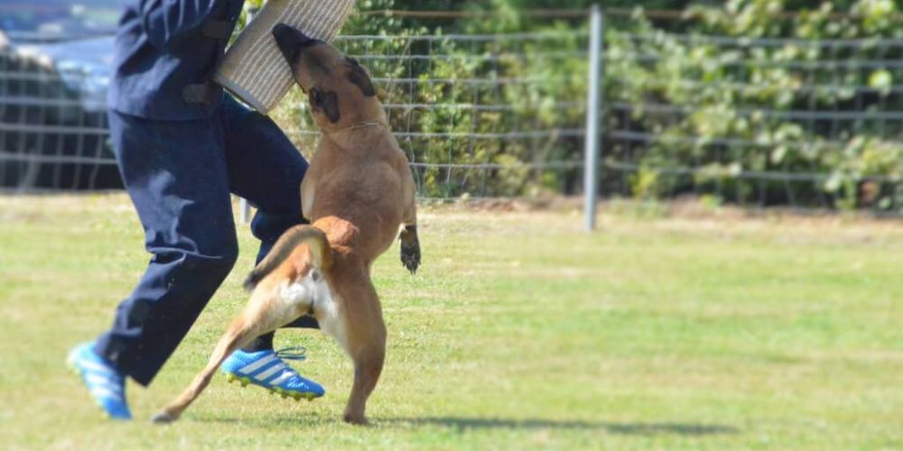Landesmeisterschaft GHS 2017 am 26.+27.08.2017