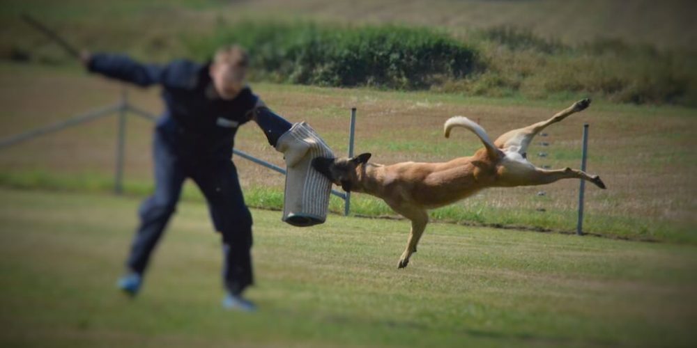 Schutzdienst Workshop am 21.05.2017