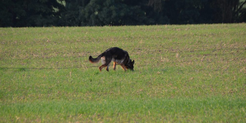 Landesverbands Meisterschaft FCI IFH 2 am 03.10.2023<br>Landesverbandsmeisterin ist Manuela Fockel-Persicke mit Pauline aus dem Fürstentum Lippe