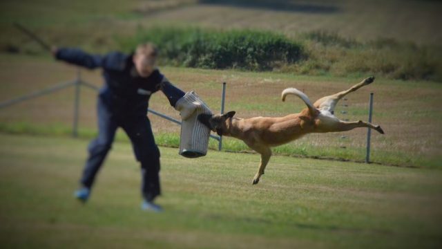 Schutzdienst Workshop am 21.05.2017
