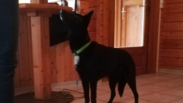 SKN-Fortbildungsseminar „Physiotherapeutische Übungen zur Stärkung der Tiefenmuskulatur beim Hund“