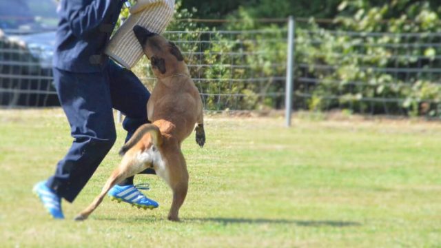 Landesmeisterschaft GHS 2017 am 26.+27.08.2017