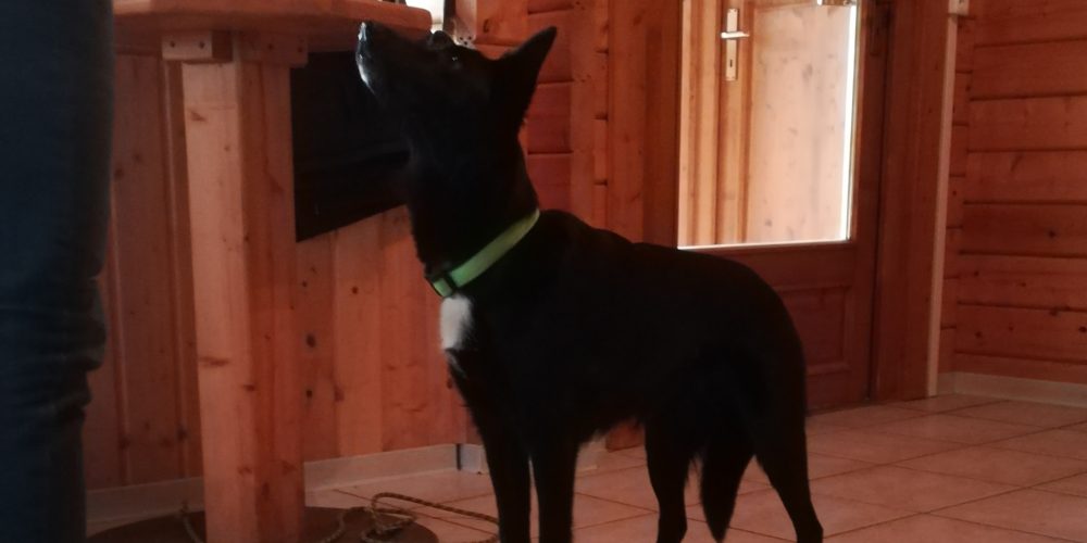 SKN-Fortbildungsseminar „Physiotherapeutische Übungen zur Stärkung der Tiefenmuskulatur beim Hund“