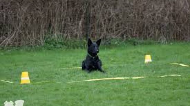 Landesmeisterschaft Obedience 2017