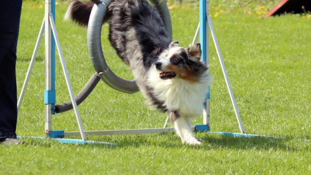 LVM Agility 2018