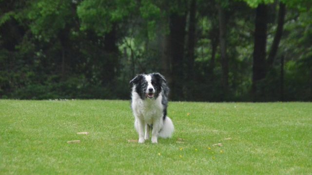 Ausschreibung für die Landesmeisterschaft Obedience 2018